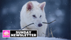 It turns out dire wolves were real. And a company now claims to have de-extincted them.