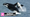 There’s two orcas going around killing great white sharks to eat their livers